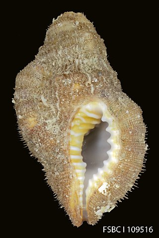 <i>Septa occidentalis</i> Species of gastropod