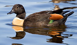 The area is important for Australian shelducks