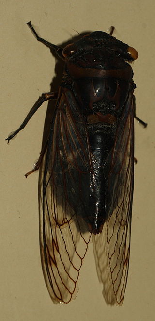 <i>Psaltoda pictibasis</i> Species of true bug