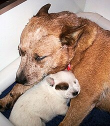 A sleeping light brown dog with a white puppy between its forelegs