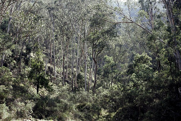 630px australian bush02