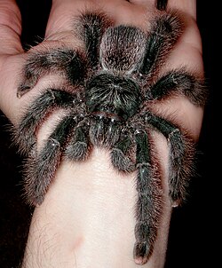 Avicularia Metallica.jpg