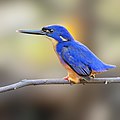 Azure Kingfisher, Royal National Park, New South Wales, Australia