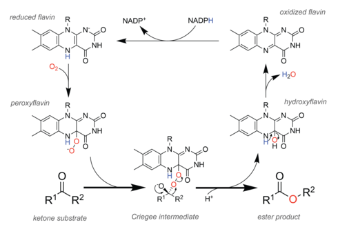 Reaction mechanism of the flavin cofactor to catalyse the Baeyer-Villiger reaction in Baeyer-Villiger monooxygenase enzymes. BVMO reaction mechanism.png