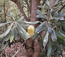 B integrifolia Compar.jpg