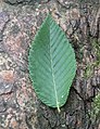 Baden-Baden-Ostrya carpinifolia-28-Hopfenbuche-Blatt-Borke-2020-gje.jpg