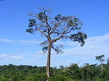 Baillonella toxisperma.jpg