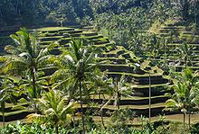 Balinese rice terraces regulated through ritual. Bali panorama.jpg