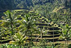 Risterrasserna utgör en del av bevattningssystemet Subak på Bali.