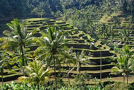 Panorama di Bali.jpg