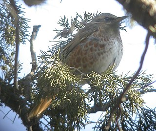 Naumanns thrush member of the thrush family