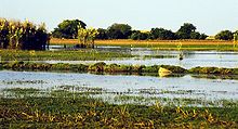 Bangweulu_Swamps.jpg