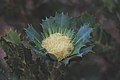 Banksia Sessilis Flower dark.jpg
