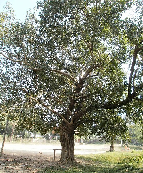 File:Banyan Tree Bangladesh.jpg