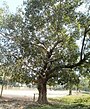 Banyan Tree Bangladesh.jpg