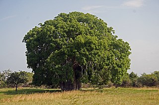 <i>Adansonia</i> genus of plants known as baobabs