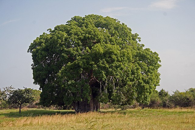 Baobab