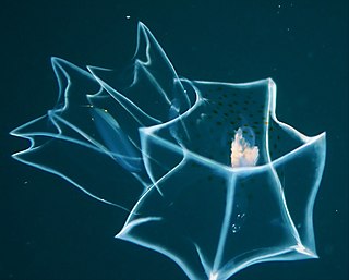 <i>Bassia bassensis</i> Species of cnidarian