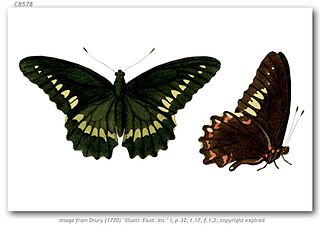 <i>Battus polydamas antiquus</i> Extinct subspecies of butterfly