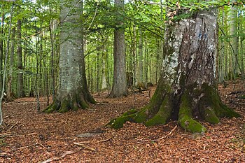 Bayerischer Wald