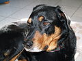 Beauceron (Basrouge) seven-year-old