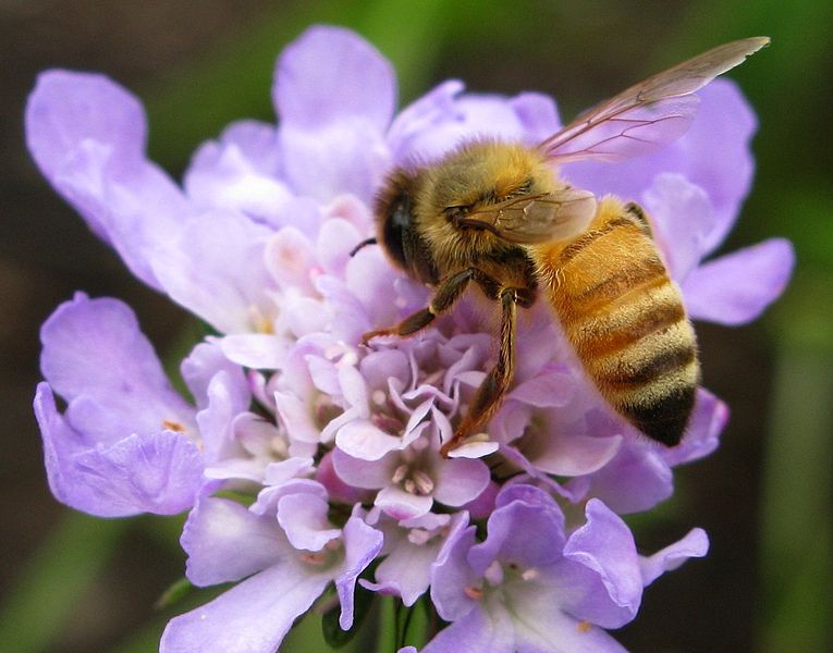 File:Bee-Purple-Flower-Macro ForestWander.jpg