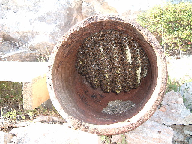 beekeeping