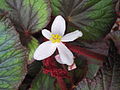 Begonia rex 'Bettina Rothschild'