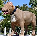 American Bully - Wikipedia