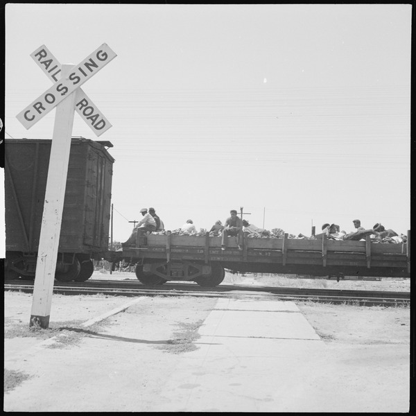 File:Between Bakersfield and Fresno, California. On the Freights. A typical hobo cargo riding on a flat car. Twelve are... - NARA - 532075.tif