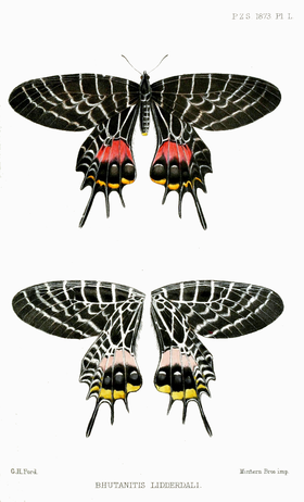 Desenho da borboleta B. lidderdalii (acima, vista superior; abaixo, vista inferior) retirado de sua descrição original por W. S. Atkinson e contido no livro Proceedings of the Zoological Society of London (ano de 1873).[5]