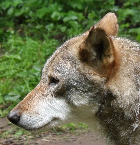 File:Białowieski Park Narodowy wilk.JPG