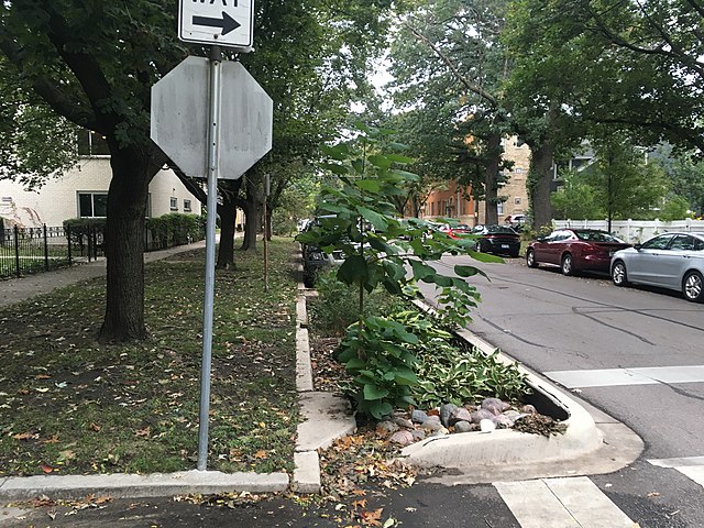 A curbside bioswale in Chicago.