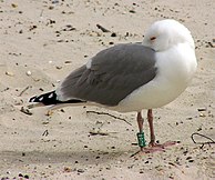 A band around the leg of the bird is used during ringing for identification purposes. Bird ringing Larus argentatus.jpg