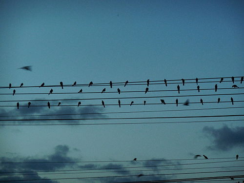 Birds writing a song in the electric wires in Nicaragua