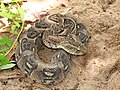 File:Atheris chloroechis vipere des buissons 31.jpg - Wikipedia