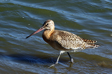 Black tailed. Кулик с длинным клювом. Limosa Limosa. Сукалень птица. Клюв птицы веретенника.