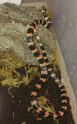 Black Banded Snake.jpg