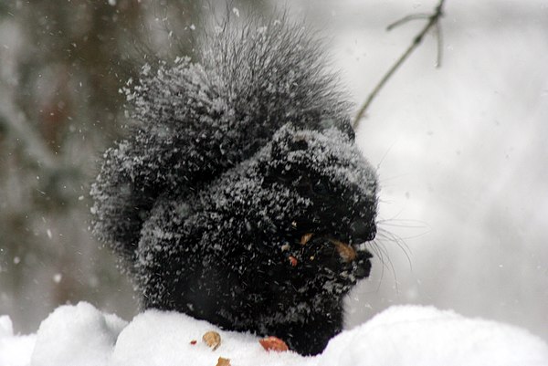 A black squirrel in winter in Stirling, Ontario. Heat retention in cold weather has been theorized as a benefit of melanism.