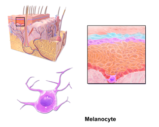 Location of the melanocyte.