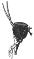 Blepharicera fasciata male-head Grünberg 1910.png