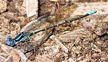 Biru-cincin Dancer.jpg