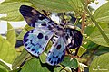 Blue tiger moth (Dysphania percota) വെങ്കണ ശലഭം. (36645687276).jpg