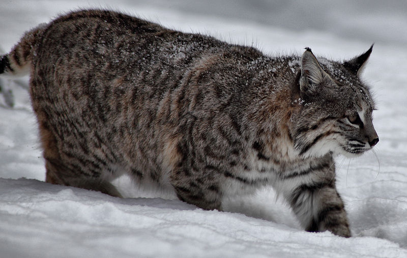 File:Bobcat-snow-winter - Virginia - ForestWander.jpg