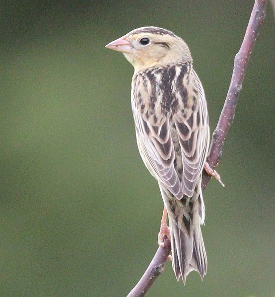 File:Bobolink Point Pelee (cropped).jpg