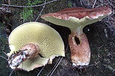 Boletus cavipes.jpg