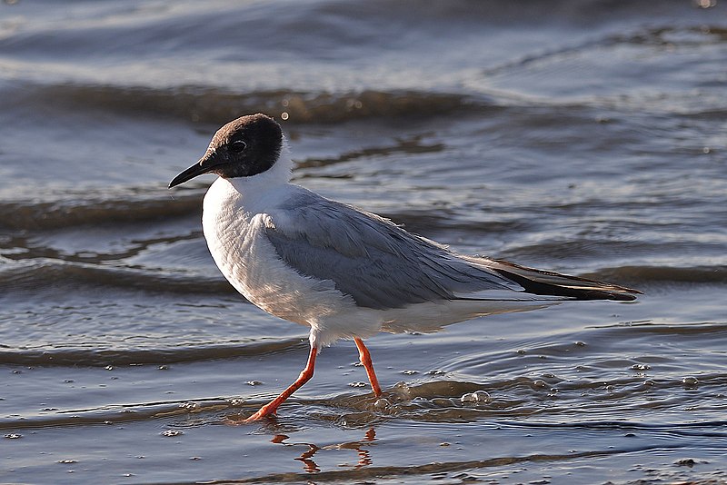 File:Bonaparte's Gull (9361813081).jpg