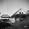 Borštnarjeva hiša s toplarjem (kozolcem), na koncu hiše "brajda", Martinja vas 1951.jpg