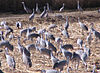 Sandhill cranes at the Bosque del Apache