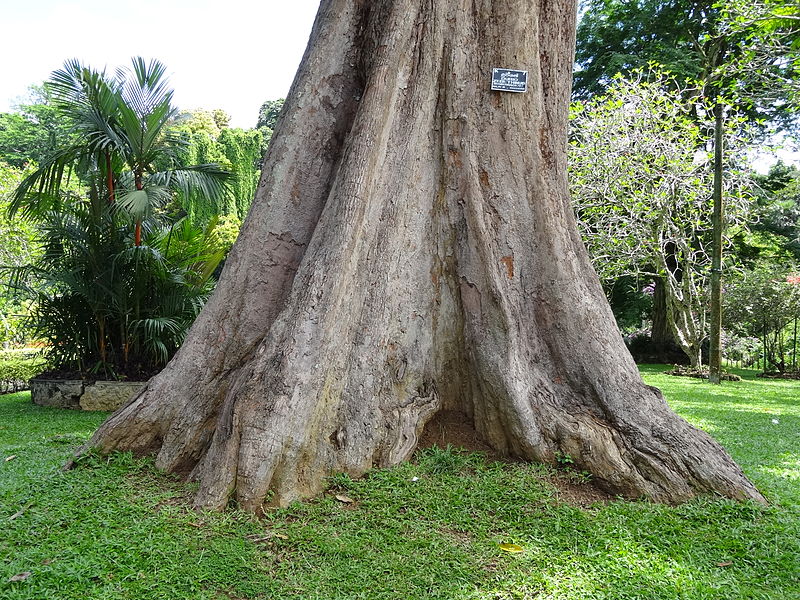 File:Botanical Garden of Peradeniya 34.JPG